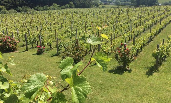 Vineyards